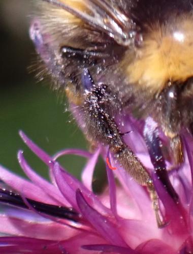 Bombus pratorum